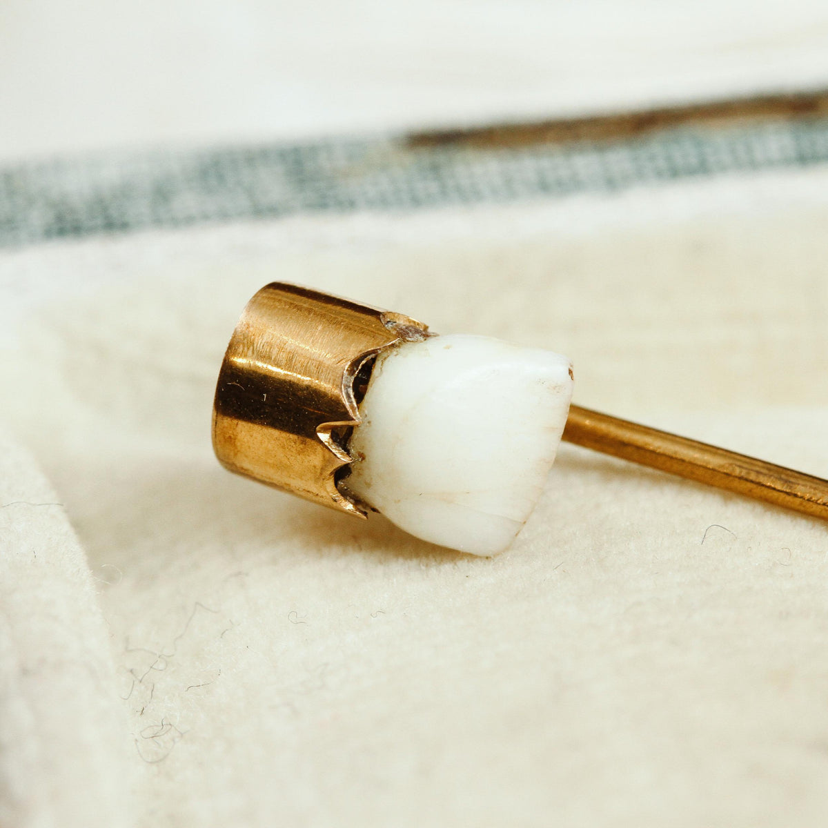 Victorian Baby Tooth Stick Pin