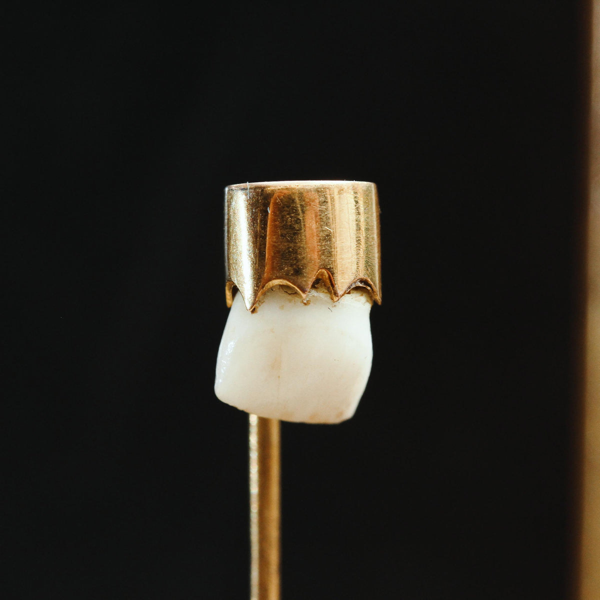 Victorian Baby Tooth Stick Pin